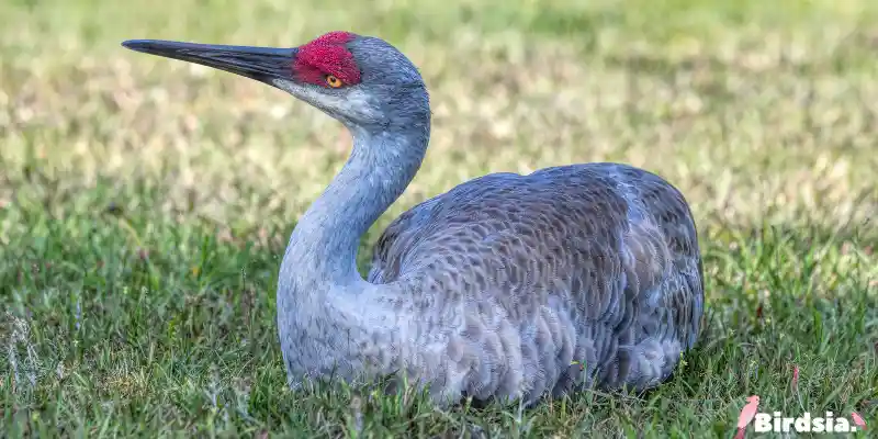 11 vibrant red birds found In florida - a close look
