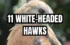 11 White-Headed Hawks – A Closer Look at Unique Features