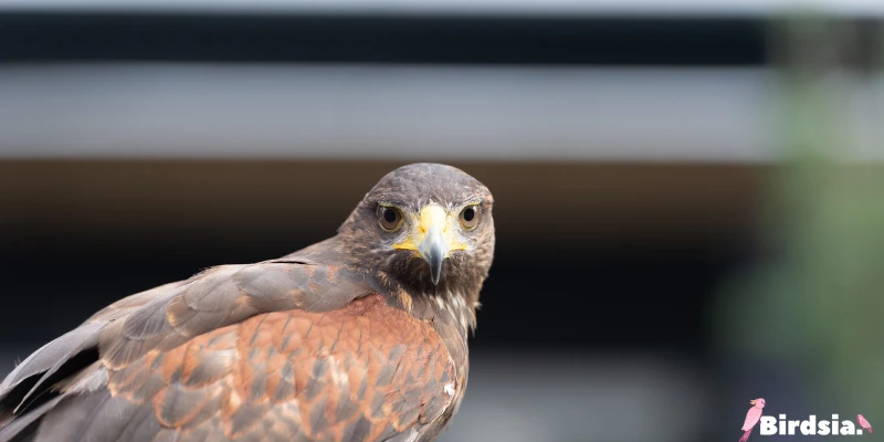 white-headed hawks