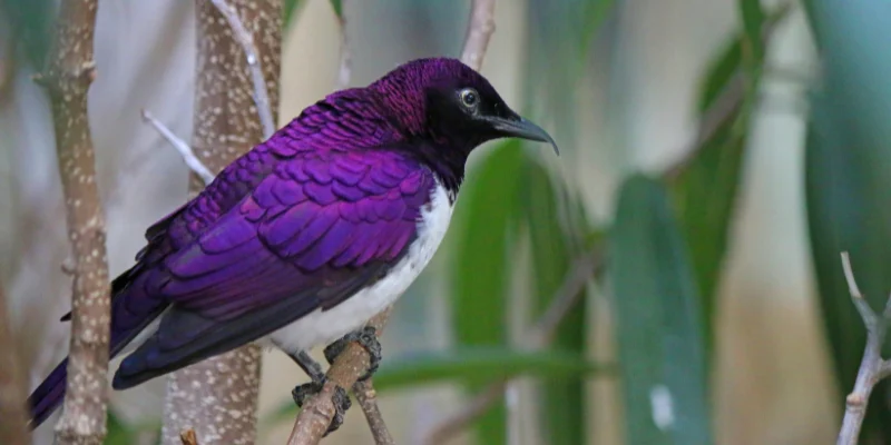 purple birds