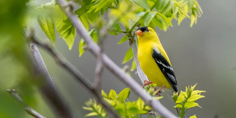 yellow birds in michigan 