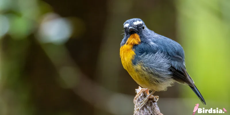 21 unique black bird species found in florida
