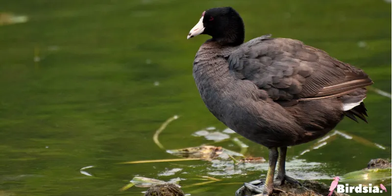 american coot bird