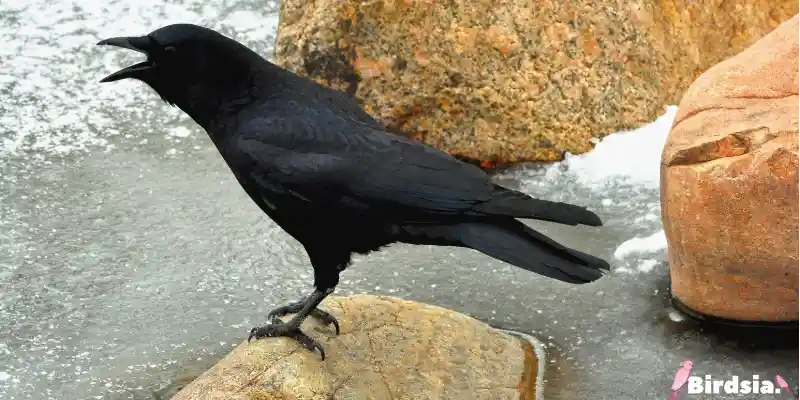 american crow bird
