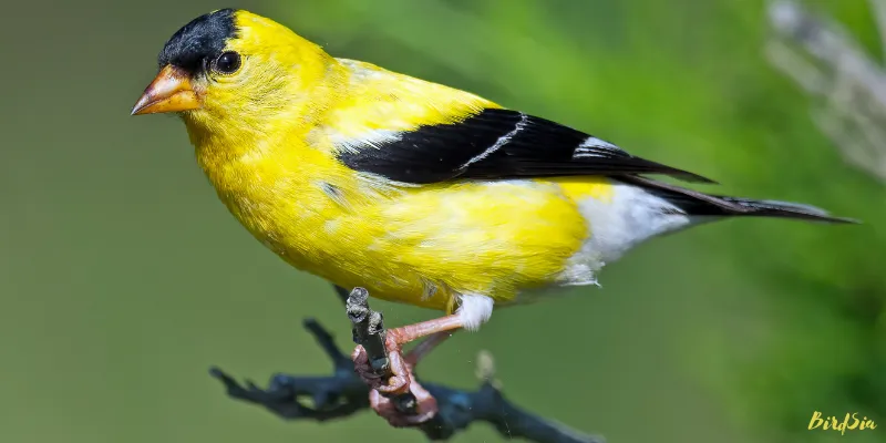 american goldfinch bird