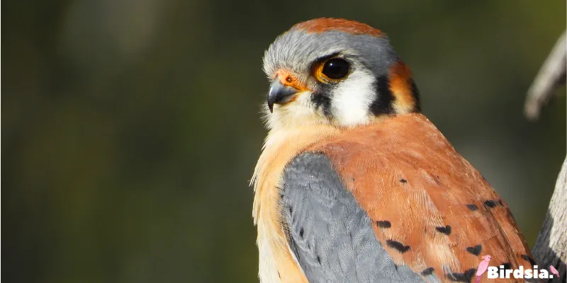 american kestrel bird
