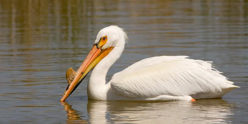 american white pelican bird