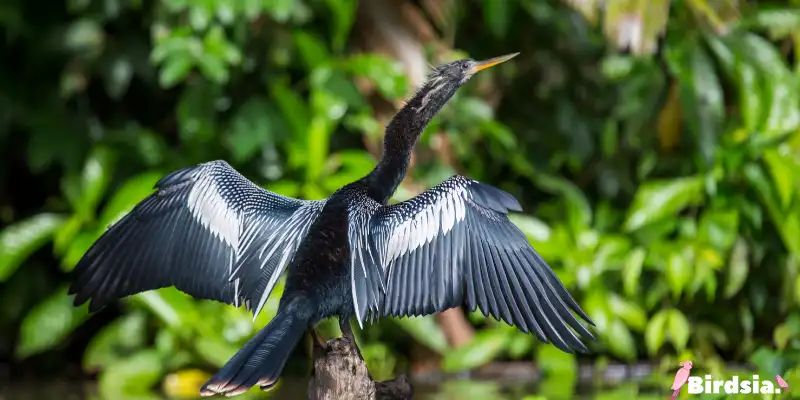 anhinga bird