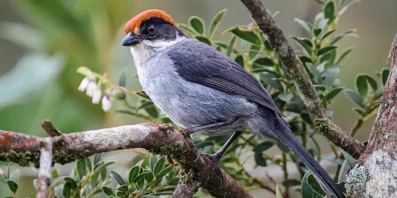 antioquia brush finch bird