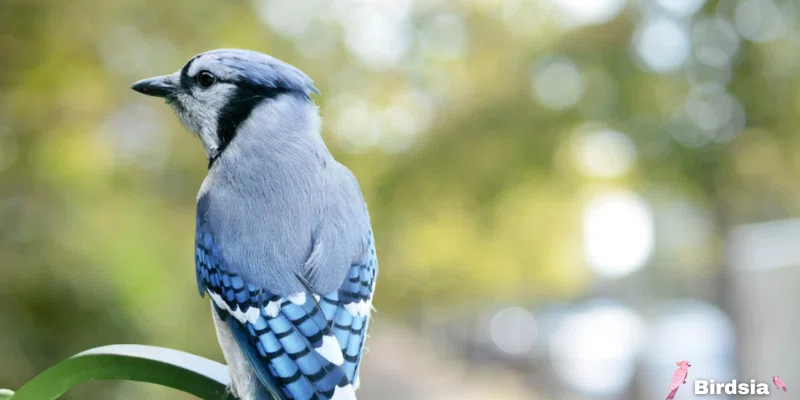 are blue cardinals real birds?
