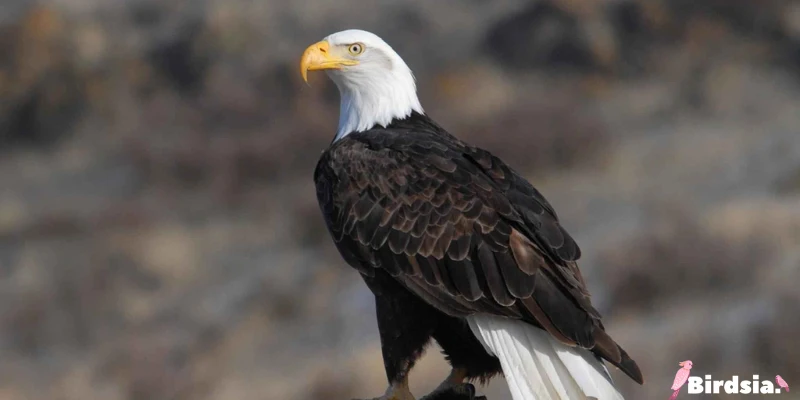 bald eagle bird
