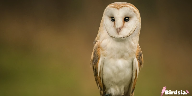 barn owl bird
