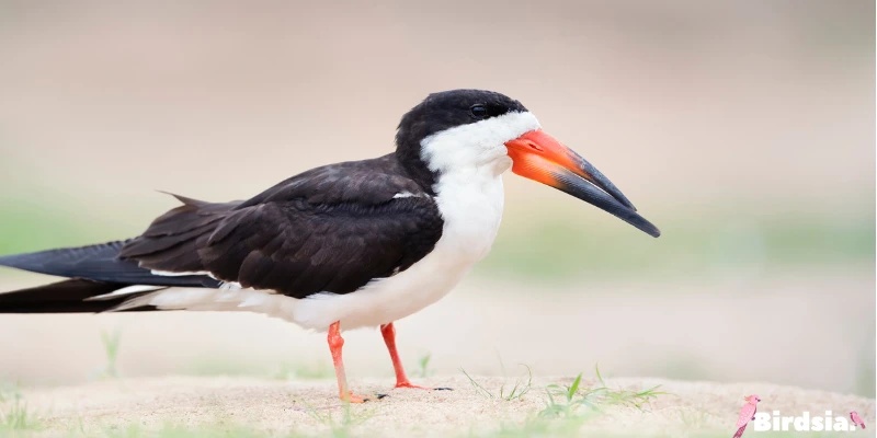 black skimmer bird
