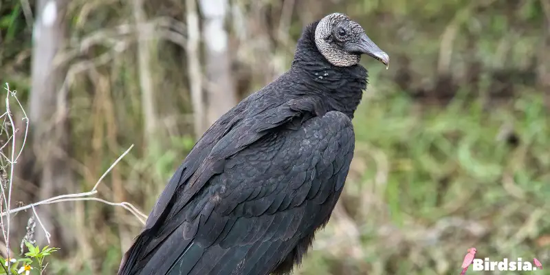 black vulture bird