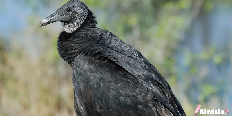 black vulture bird
