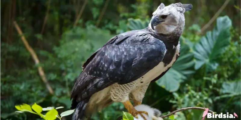 black and white hawk-eagle bird
