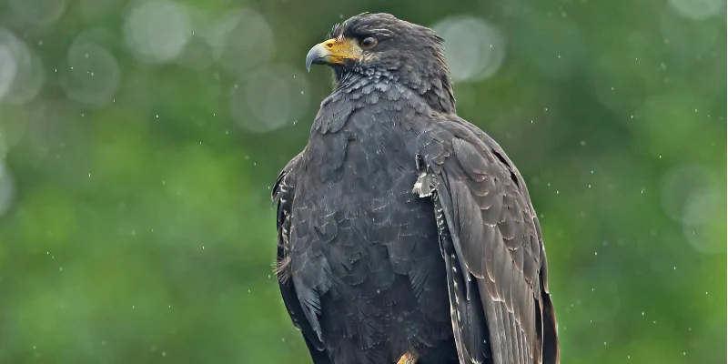 black-faced hawk bird
