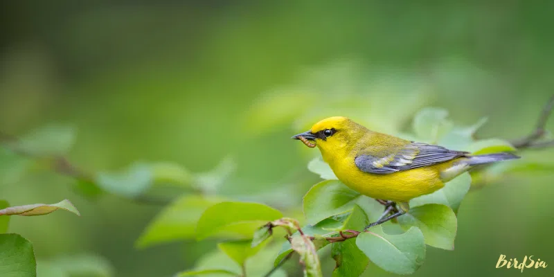 blue winged warbler bird
