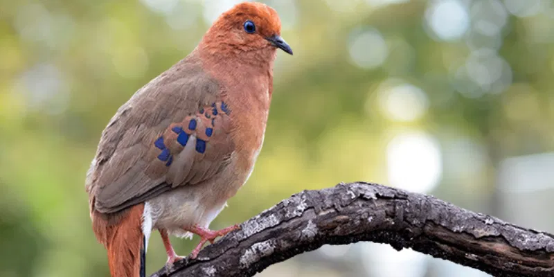 Blue eyed Ground Dove bird