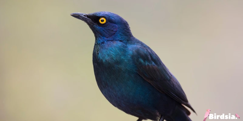 boat-tailed grackle bird
