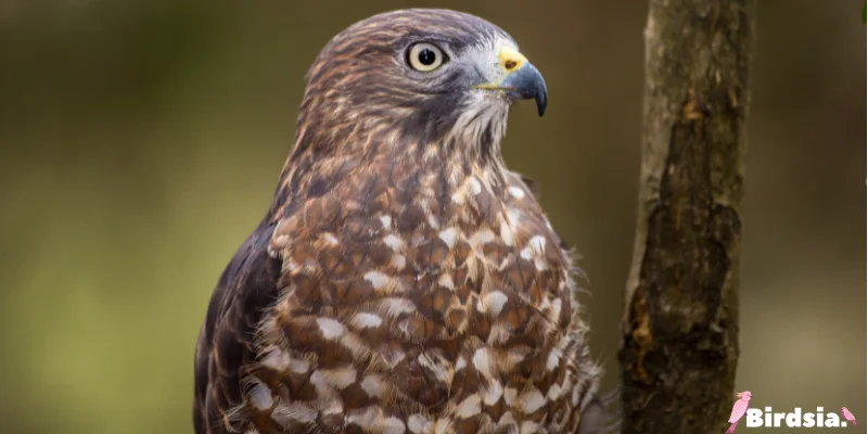 broad-winged hawk bird