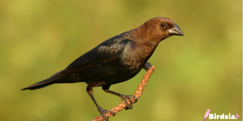 brown-headed cow bird
