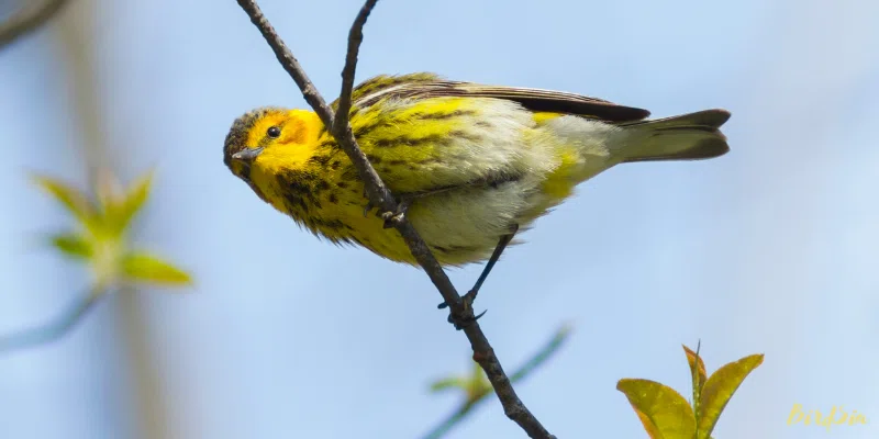 cape may warbler bird
