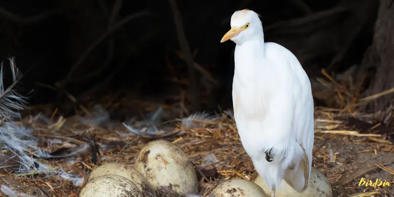 cattle egret bird