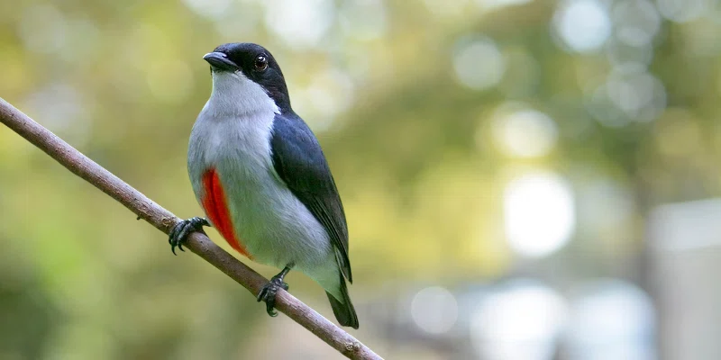 cebu flowerpecker bird