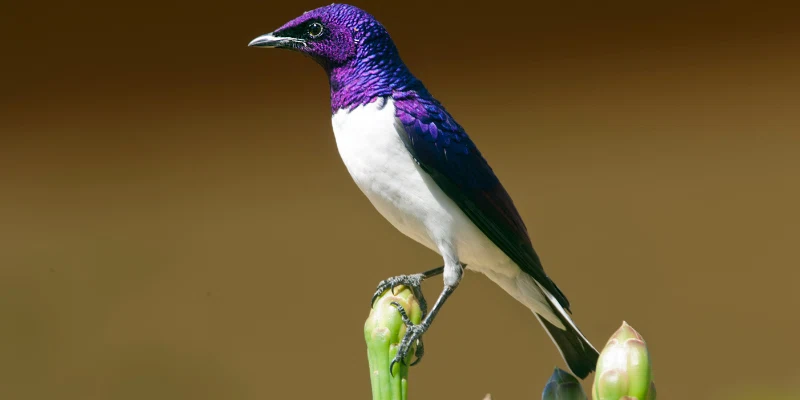 violet breasted starling bird