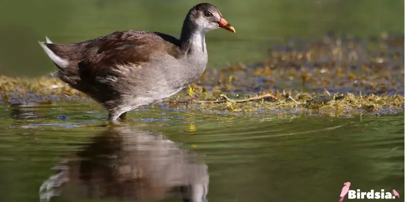 common gallinule bird
