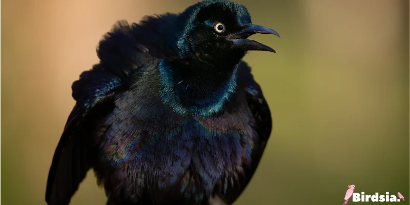 common grackle bird
