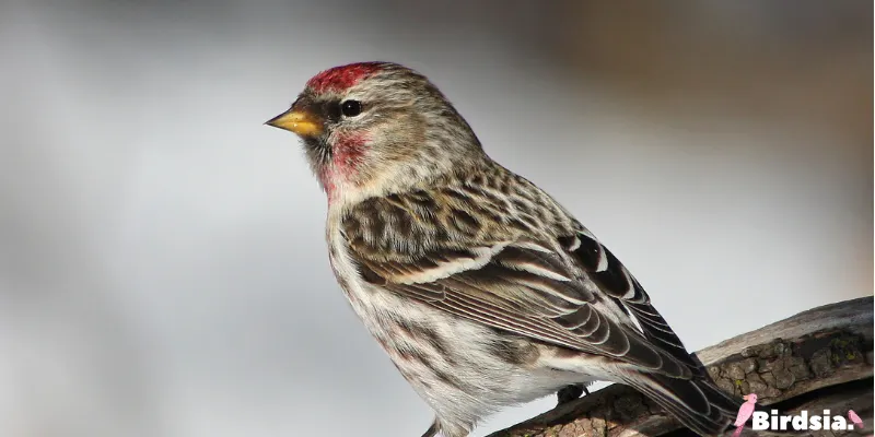 common redpoll bird
