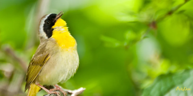 common yellowthroat bird