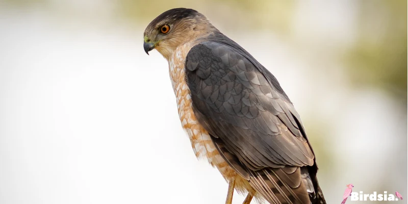 cooper’s hawk bird
