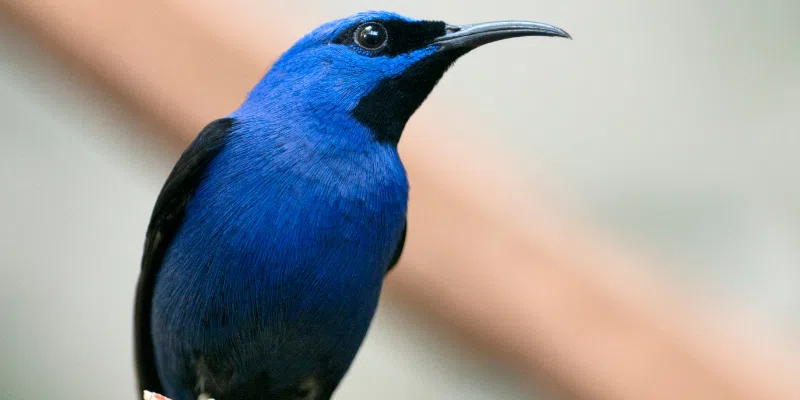  purple honey creeper bird