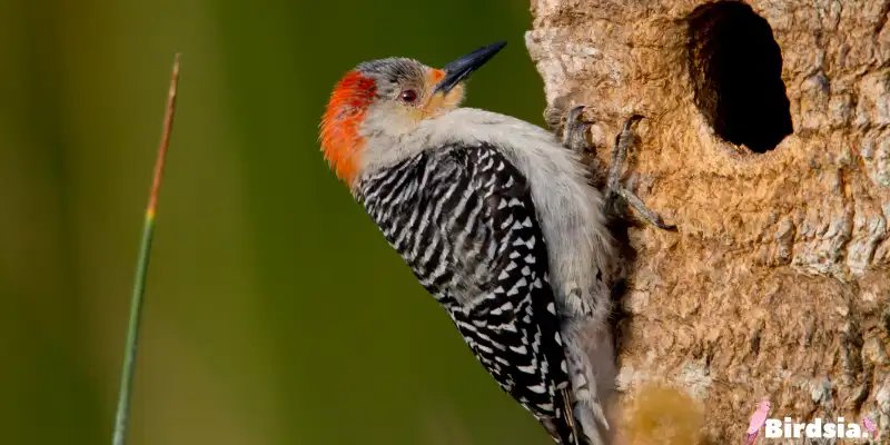 woodpeckers in indiana
