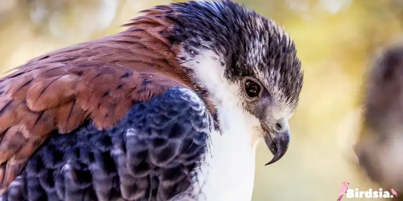 discover the most common birds of prey found in texas
