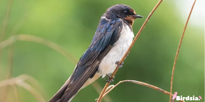 meanings of swallow bird
