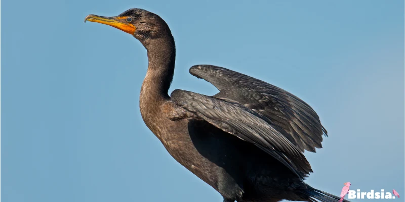 double-crested cormorant bird
