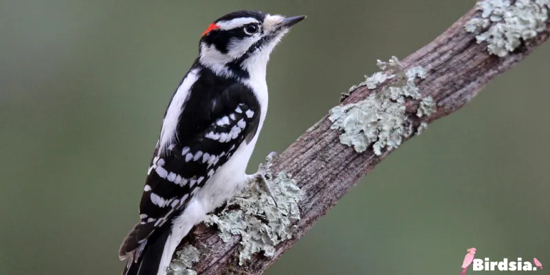 downy woodpecker bird
