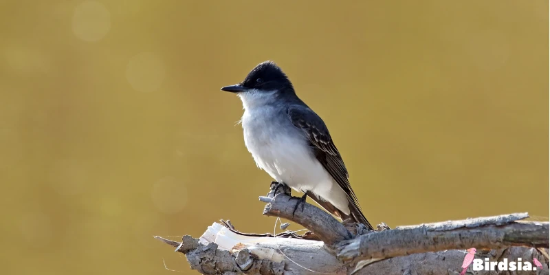 eastern king bird
