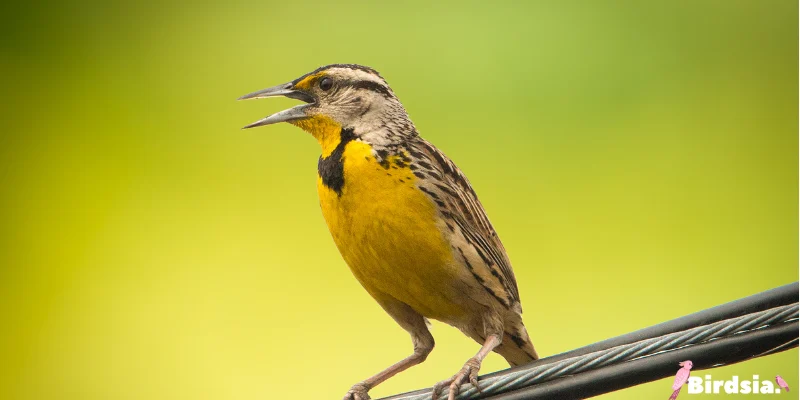 eastern meadowlark bird
