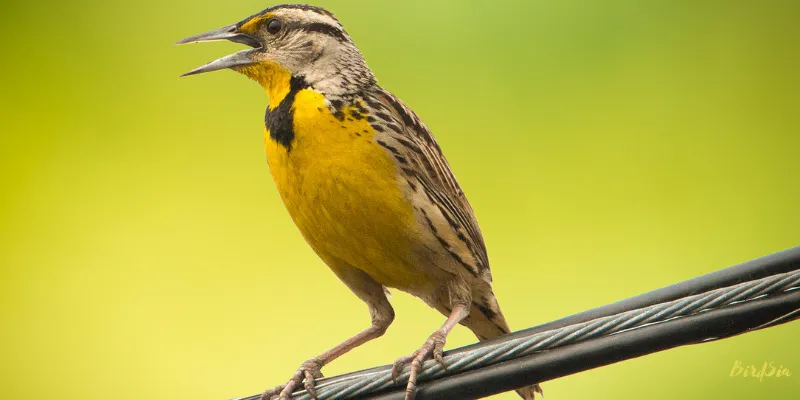 eastern meadowlark bird