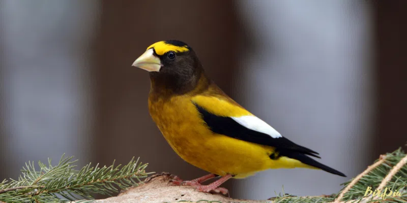 evening grosbeak bird
