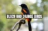 Explore Black and Orange Birds – A Colorful Nature Guide