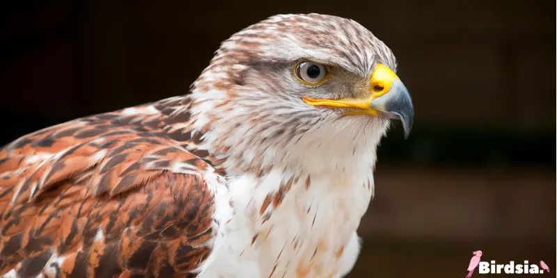 ferruginous hawks bird
