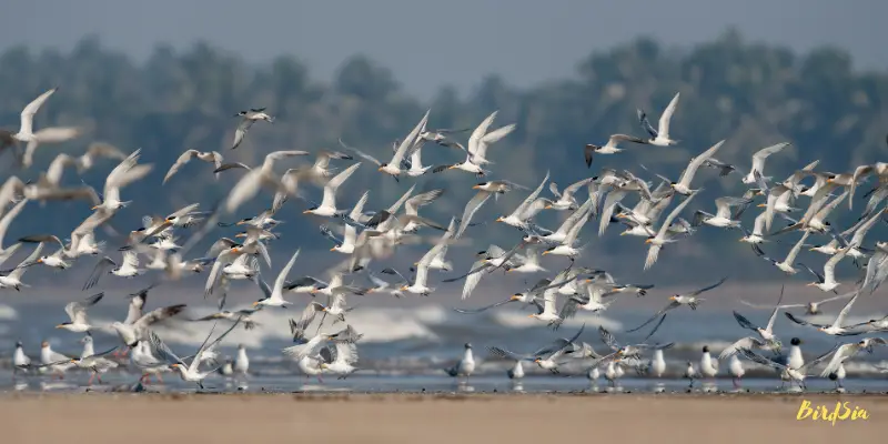 floridas migratory white birds