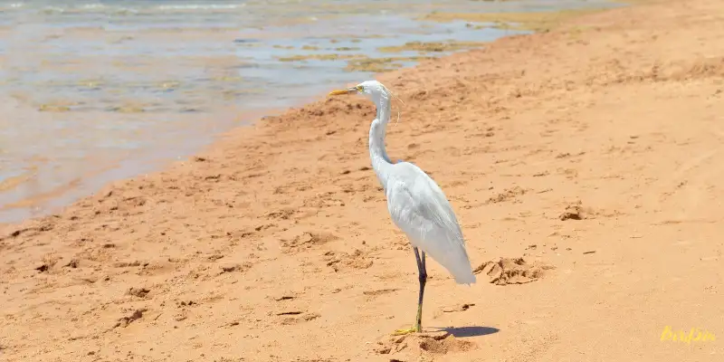 florida's stunning white birds