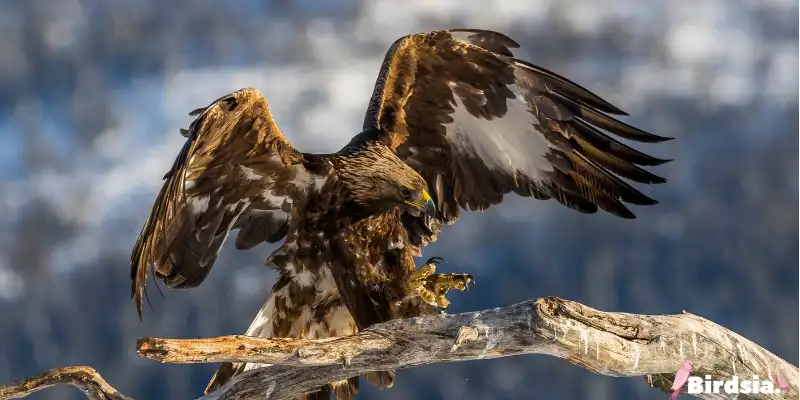 golden eagle bird
